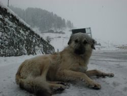 Çığda Mahsur Kalan Karayolları Ekibi Kurtarıldı