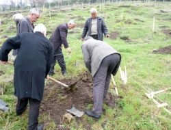Ova Köyüne 300 Servi Fidanı Dikildi