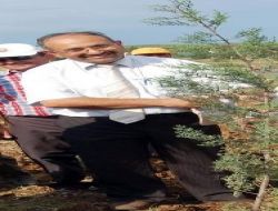 Sedir Kozalağı Orman Köylüsünü İhya Edecek