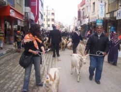 Koyun Ve Keçiler Kortejde En Önde Yürüdü