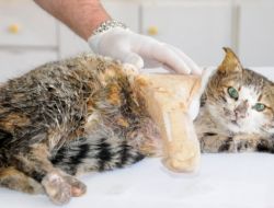 Yaralı Kedi Ve Yavrularına Vali Eşinden Özel İlgi