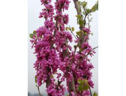 Erguvanlar Yüz Yıllardır Törenle Toprakla Buluşuyor