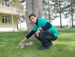 Köpekler Tarafından Karnı Yarılan Kedi Ameliyatla Hayata Döndü