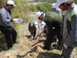 Gladyatör Böcekler Yavru Vatanda Zararlılarla Mücadele Edecek