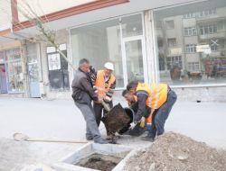 Kırşehir Belediyesi Şehir Merkezine 10 Bin Fidan Dikiyor