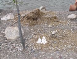 Kazlar Yavru Çıkarmaya Başladı