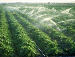 Fındığa Alternatif Ürünler Belirlenecek, Çeltikte Marka Olunacak