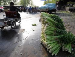 Çin’de Kereviz Bolluğu, Çiftçiyi Vurdu