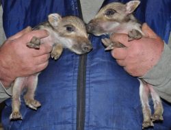 Annesiz Kalan Yavru Domuzlar Koruma Altına Alındı