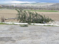 Develi’de Rüzgar Ağaçları Söktü, Çatıları Uçurdu