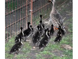 Yavru Ördek Ve Kazlar Doğaya Renk Kattı