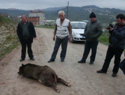 Domuzlar Sürü Halinde Köye İnmeye Başladı