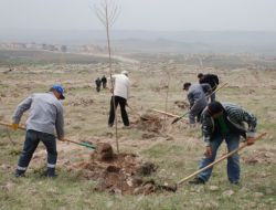 Gesi Bahçeli Gölet Bölgesine Bin 200 1fidan Dikildi
