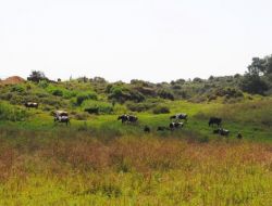 Manavgat'ta 134 Bin Küçükbaş, 25 Bin Büyükbaş Hayvan Kayıt Altına Alındı