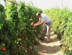 Cezaevinde Sebze Yetiştirip Para Kazanıyorlar
