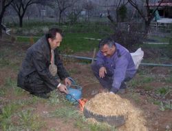 Tomurcukların Donmaması İçin Ağaçları Tütsülediler