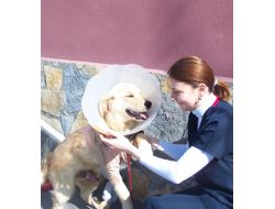 Köpeğin Kırılan Ayağına Platin Takıldı