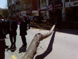 Kaldırımdaki Ağaç Yola Devrildi