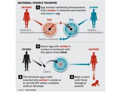Üç Ebeveynli Bebekler Yolda