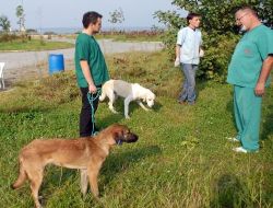 Rize'de Sokak Köpekleri Kısırlaştırılıyor