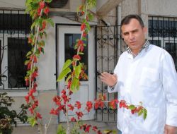 Diş Hekimin Saksıda Yetiştirdiği Siyah Dutlar Meyveye Durdu