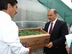 Kocasinan Belediyesi, Vatandaşa Domates Fidesi Dağıtacak