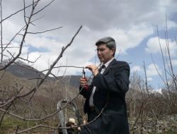 Üzümlü'de Çiftçilere Budama Eğitimi Verildi