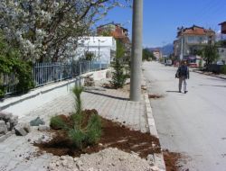 Senirkent’in Yeşilliği Artıyor