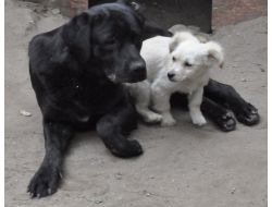 Barınaktaki Köpekler 'Öldü-ölmedi' Tartışması