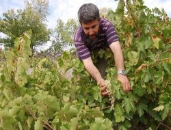 Aksaray'da Üzüm Hasadı Başladı