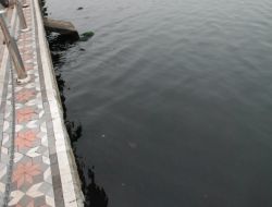 Ereğli'de Balık Ölümleri Dikkat Çekti