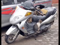 Kedilerin Motosiklet Keyfi
