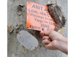 Belediyenin Metal Etiketi Asırlık Ağacı Yaraladı