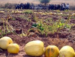 Sulakyut'ta Alternatif Ürün Kabak Ekimi Yapıldı