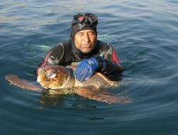 Balık Ağına Takılan Deniz Kaplumbağası Öldü
