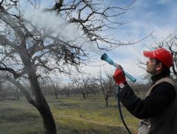 ELMA ÜRETİCİLERİ UYARILIYOR!