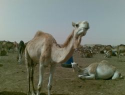 Moritanyalılar Çölde Stres Atıyor!