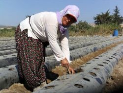 Silifke'de Yeni Sezon Çilek Üretimi İçin Hazırlıklar Tamamlandı