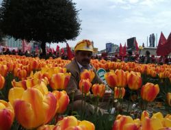 Laleler Arasındaki İşçi 'Lale Dostu' Çıktı