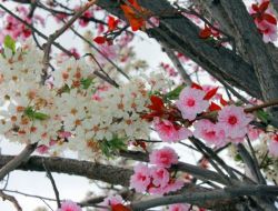 Sivas'ta Bir Fanatik Ağaç