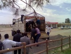 Harran'da 17 Aileye Gebe Düve Dağıtıldı