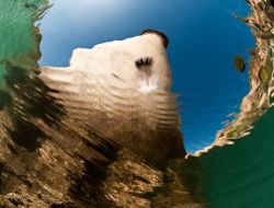 Yerebatan Sarnıcı'nda, 'Su Altında Halfeti' Sergisi Açıldı