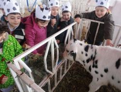 Nilüferli Minik Öğrenciler, Sütün Önemini Çiftlikte Öğrendi