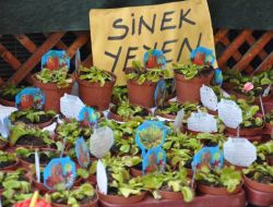 Sinek Kapan Çiçeği Yoğun İlgi Görüyor