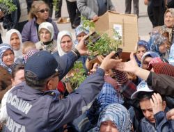 Organik Domates Fidesi İçin İzdiham Yaşandı