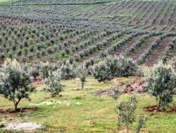 Bursalı Tekstilci Manisa’da Organik Zeytin Çiftliği Kurdu