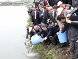 Havuzlarda Yetiştirilen Mersin Balıkları Karadeniz Nehirlerine Salınıyor
