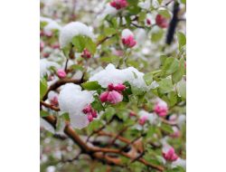 Mayıs Karı Sivas’ı Beyaza Bürüdü