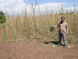 Mezitli’de Dolu Ekili Alanlara Zarar Verdi