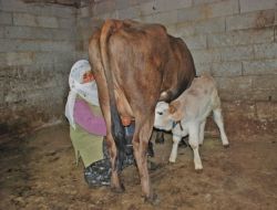 Muş'ta Karasu Nehri'ni Yüzerek Geçen Hayvanlar Filmlik Görüntüler Oluşturuyor
